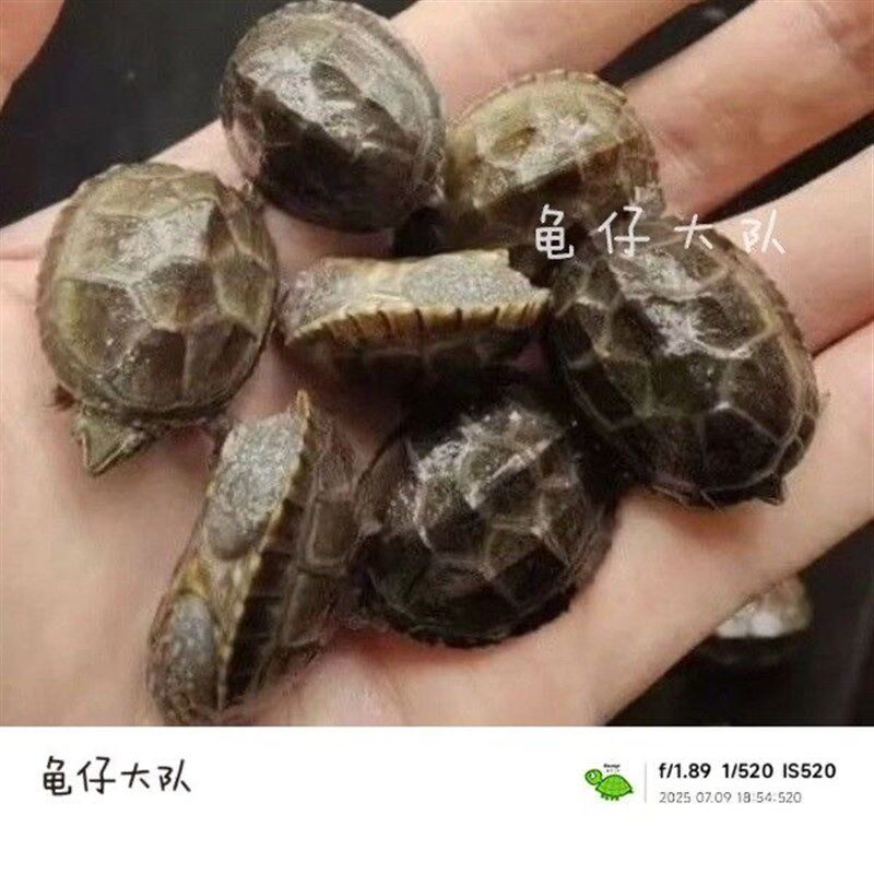 麝香龟蛋深水龟鱼缸混养宠物龟观赏龟剃刀龟苗稀有迷你小乌龟