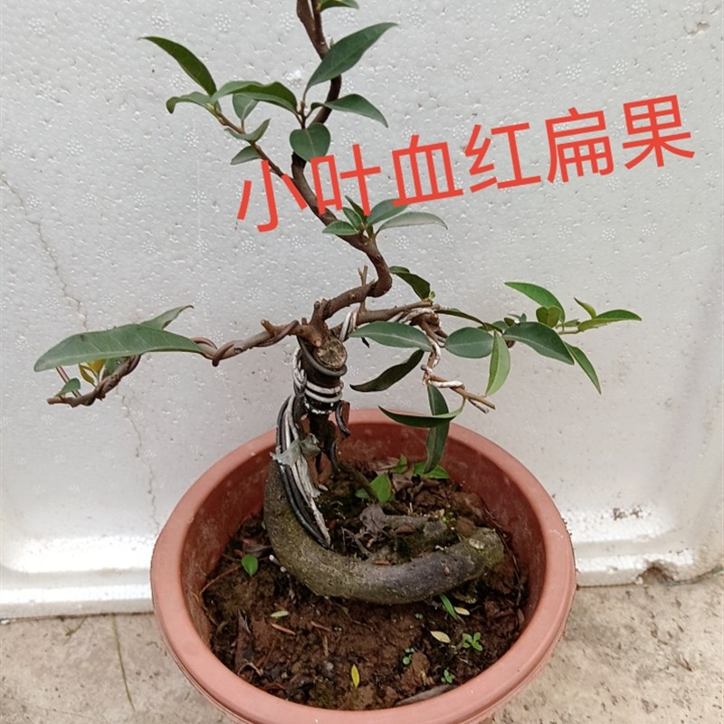 金撢子品种桩 盆景正品观叶观花观果植物一物一拍泸州原盆包邮