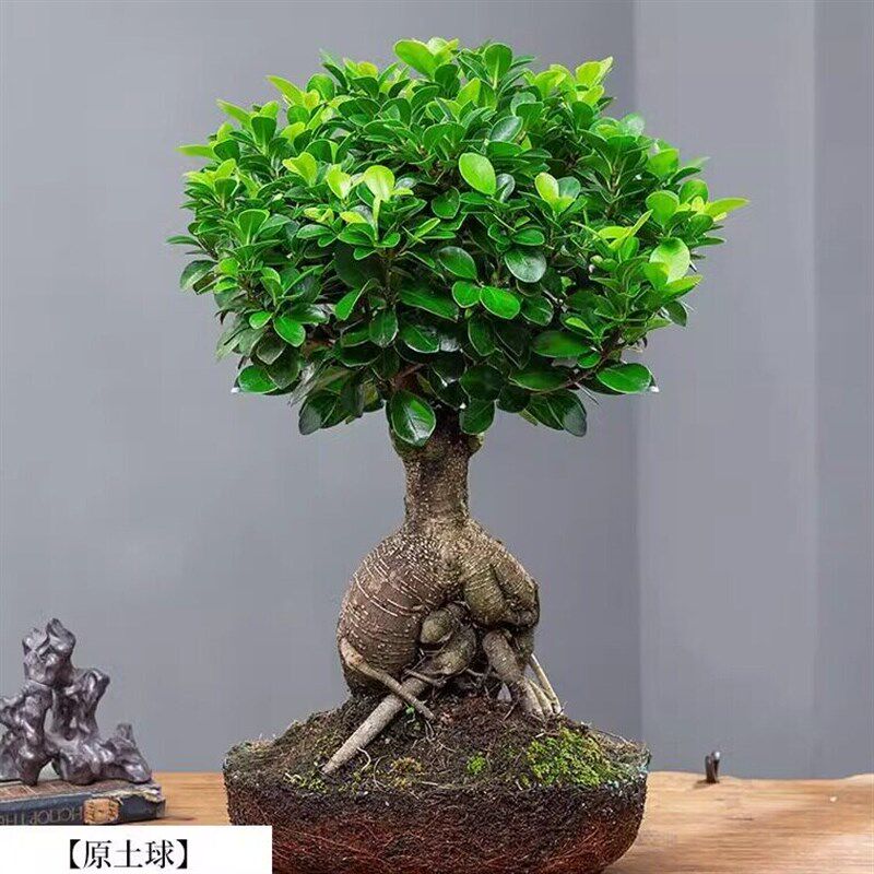 人参榕盆栽绿植提根老桩摇钱树发财树造型小叶榕树盆景植物金钱榕