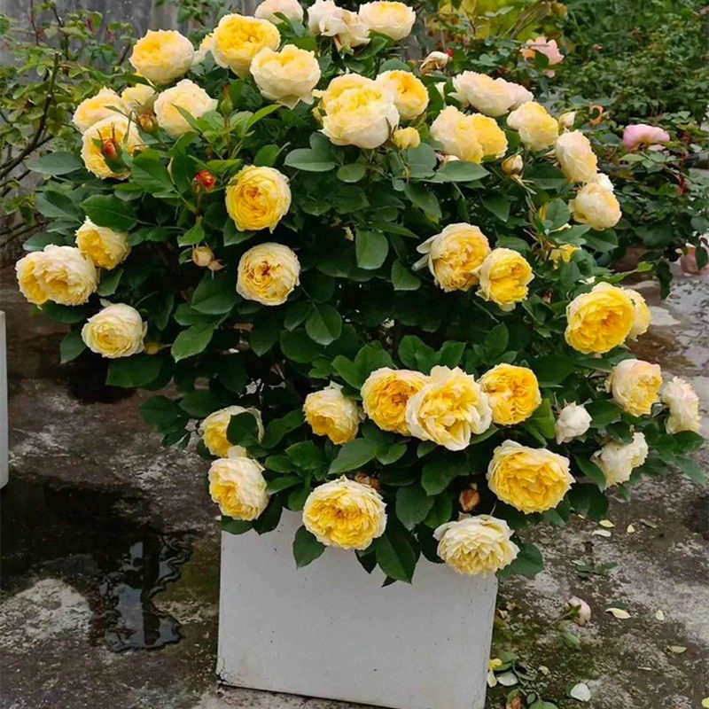 月季花苗时令花卉玫瑰花盆栽庭院露台植物四季开花浓香耐热抗病强