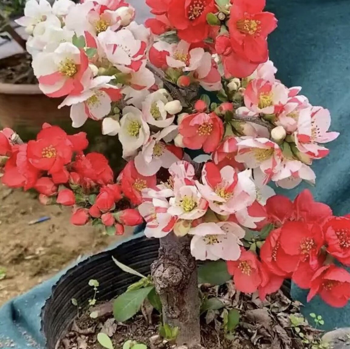 带花苞耐寒复色海棠花盆栽南北方桌面绿植