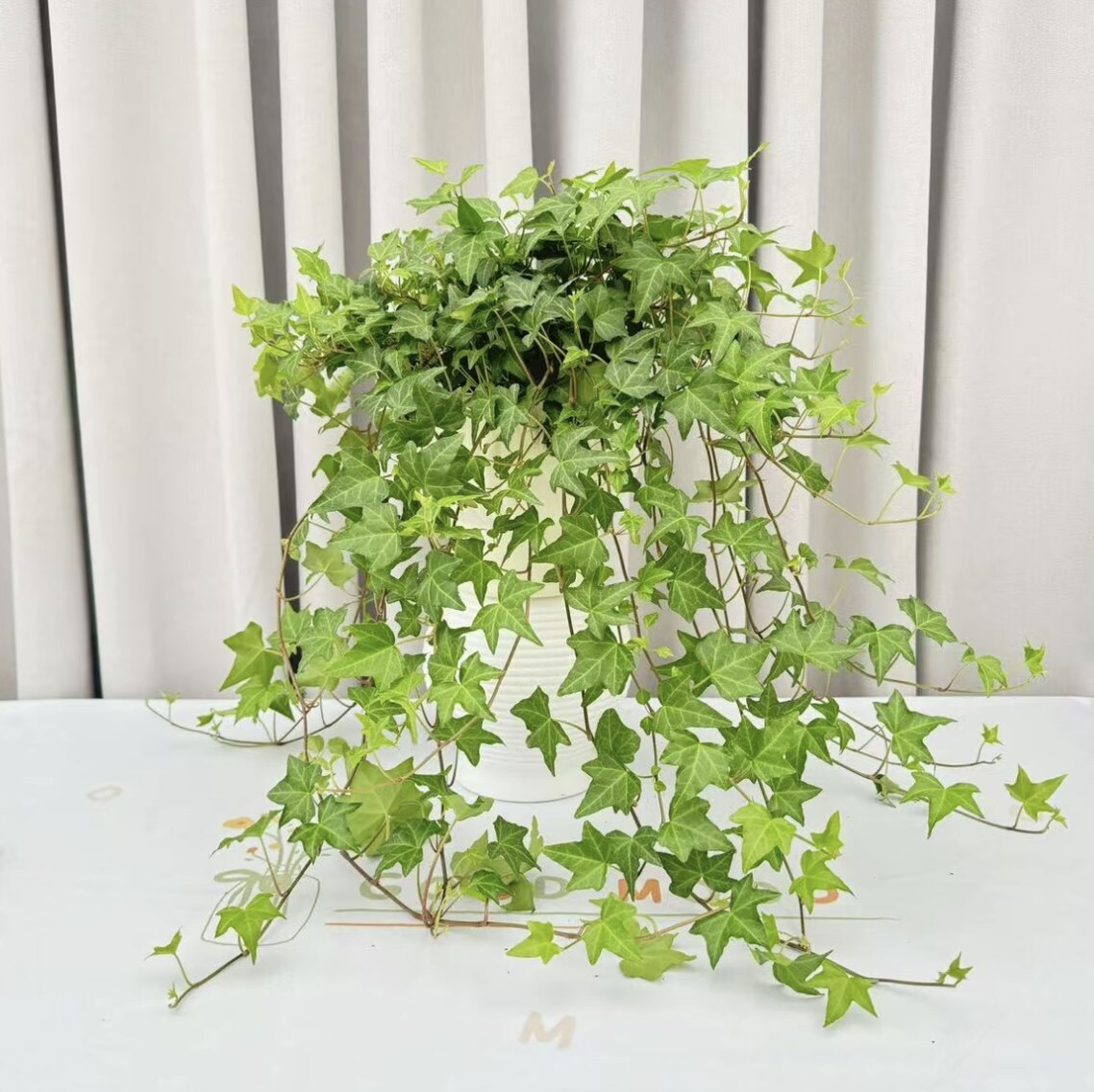 常春藤吊兰室内外垂吊绿植可水培土培净化空气四季常青植物盆栽花