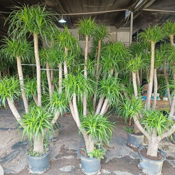 龙血树大型室内盆栽绿植多头龙须树客厅龙铁树花卉植物办公室盆景
