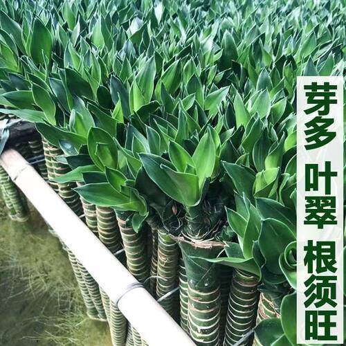 富贵竹竹水培植物转运竹花卉绿植盆栽室内观音竹多头龙竹鸿运带根