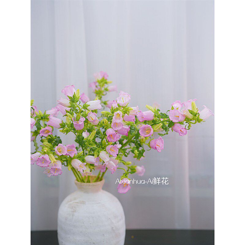 少女心满满迎风摇拽的铃铛粉色风铃花鲜花铃铛花插花水养家居插花