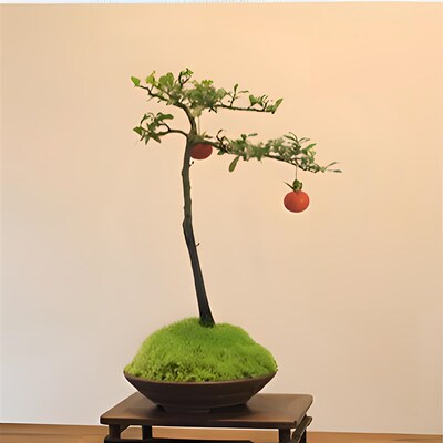 老鸦柿子苗金弹子盆栽树苗盆景金蛋子绿植阳台花卉办公桌窗台花卉