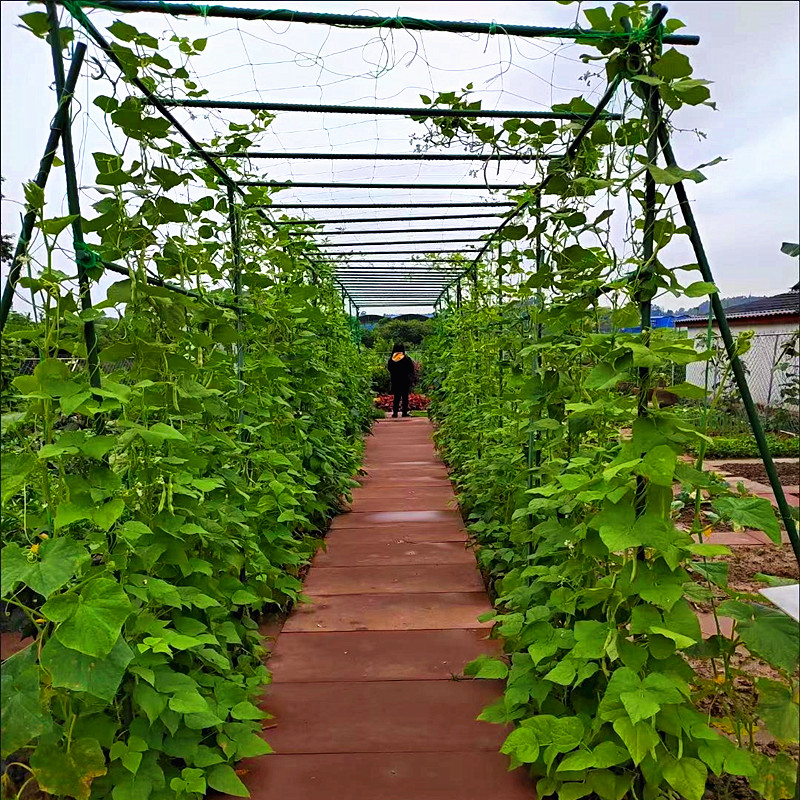 包塑钢管爬藤植物支架葡萄黄瓜豆角百香果月季室外庭院园艺支撑杆