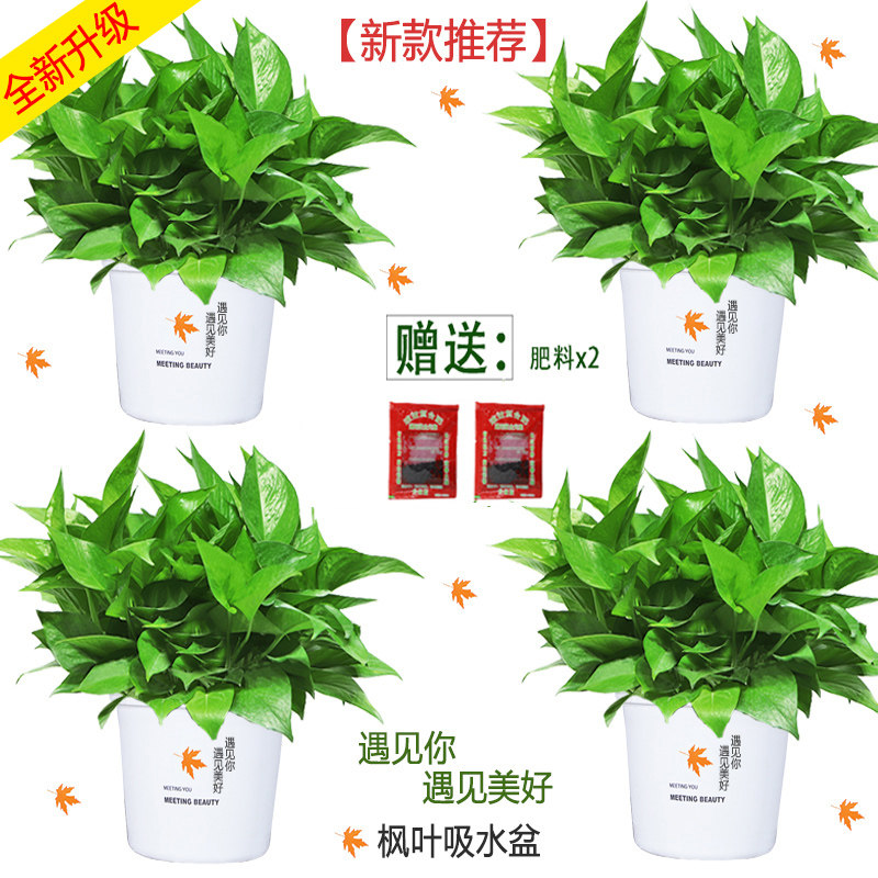 绿萝盆栽室内花卉绿植物长藤大叶盆四季常绿水培土养办公客厅绿箩