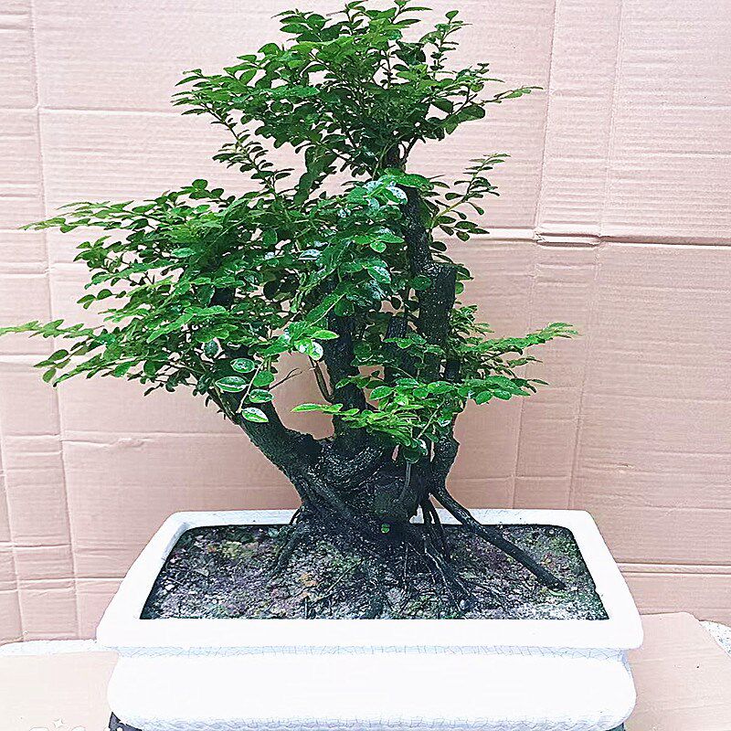 名贵小叶紫檀盆栽黑骨茶黑檀木盆景树桩室内桌面花卉绿植四季常青