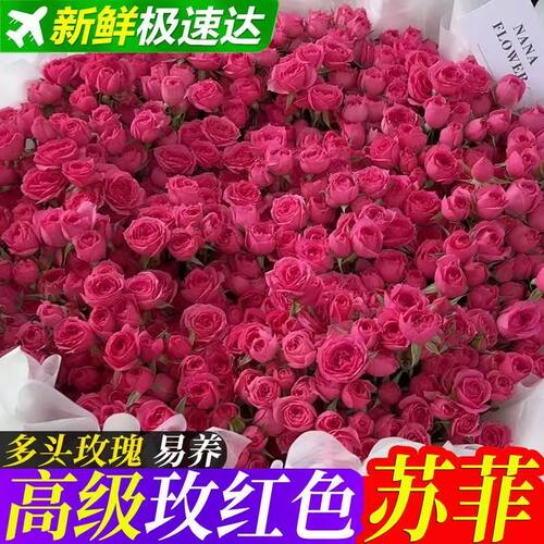 苏菲宝贝多头玫瑰基地直发新鲜室内装饰礼物鲜花包邮枚红色玫瑰