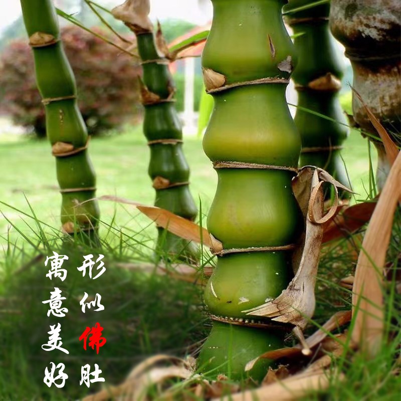 佛肚竹大型盆栽室内客厅盆景绿植庭院富贵竹转运竹四季常青观赏竹