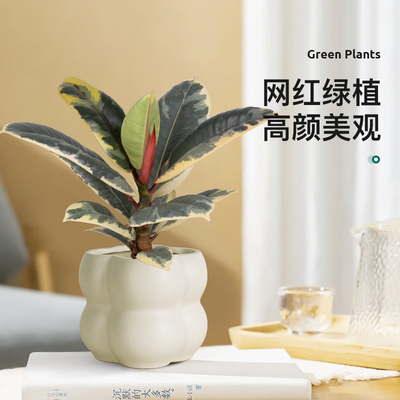 花叶金刚橡皮树苗盆栽室内客厅小绿植净化空气吸甲醛四季常青植物