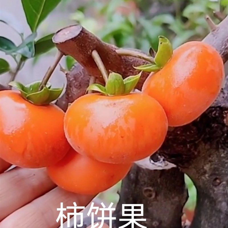 四季挂果灌木金弹子年老熟桩葫芦果公母组合阳台小盆景养花