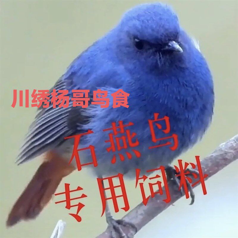 石燕鸟红尾水鸲鸟饲料鸟粮鸟食鸲科鸟北红可用提性上膘换毛500克