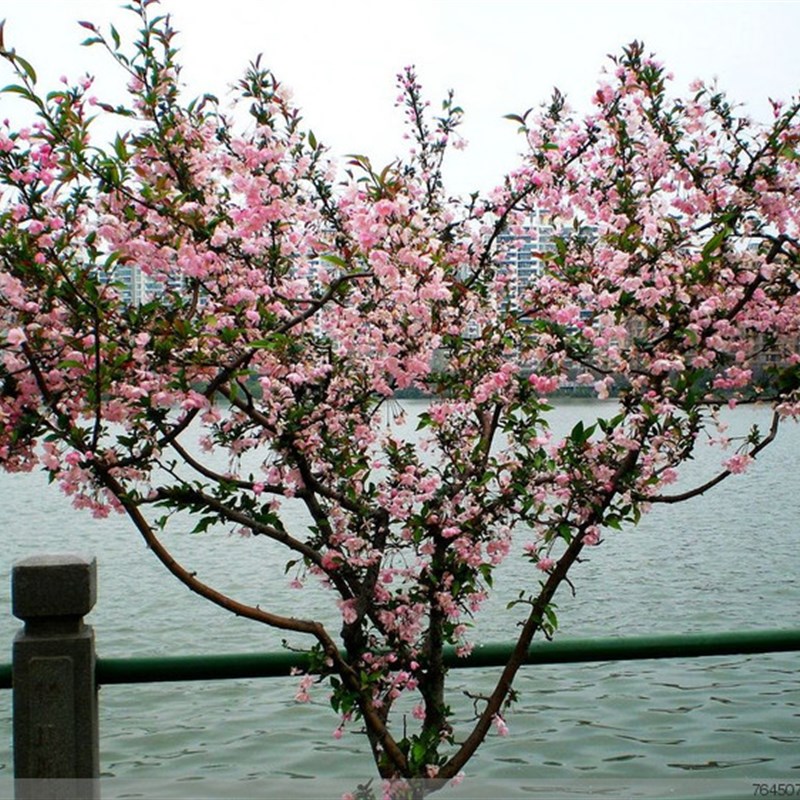 庭院西府海棠苗垂丝海棠庭院种植苗木海棠花树苗包邮