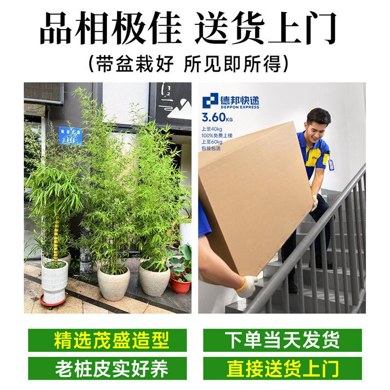 竹子盆栽室内客厅大花盆大型禄绿植真树落地摆件书房盆景四季好养
