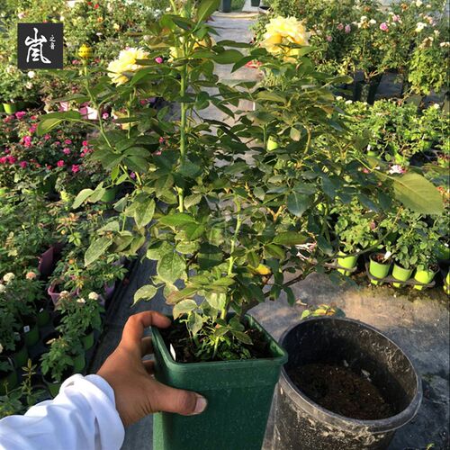 套餐丨【6个装】欧月铁线莲M14方盆 控根盆 多肉植物盆