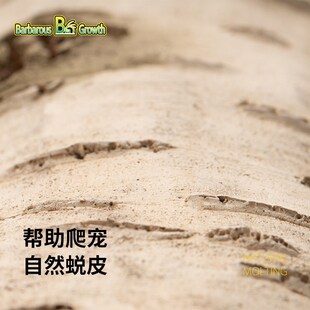 BG鬃狮蜥爬宠白桦木躲避饲养箱躲避屋躲避洞宠物爬行动物蜥蜴造景