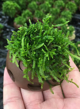 大三角莫斯小孔半圆鱼缸造景鱼虾躲避屋懒人增氧阴性淡水水草植物