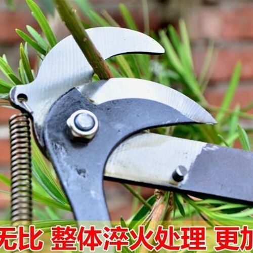 高枝剪高空剪树枝剪采果剪 摘采果修枝剪刀树枝剪可伸缩加长杆剪