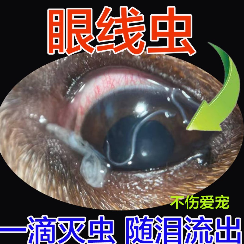 狗狗眼线虫滴眼液猫眼睛黑点线状物频繁眨眼眼发红流泪视力下降图片