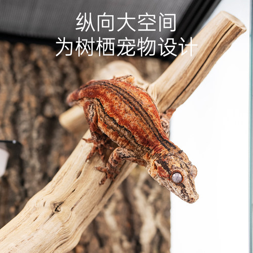 JKZOO爬虫雨林生态造景缸爬宠饲养箱蜥蜴睫角R属守宫角蛙饲养缸