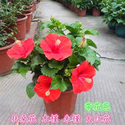 牡丹芙蓉花盆栽花卉黄色苗橘红色扶桑花苗大花重瓣粉红色朱槿阳台