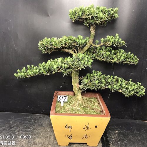 一图一拍原生米叶罗汉松盆景老桩迎客松四季常青