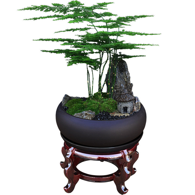 室内绿植盆栽文竹办公室桌面植物小叶紫檀黄杨罗汉松发财树真盆景
