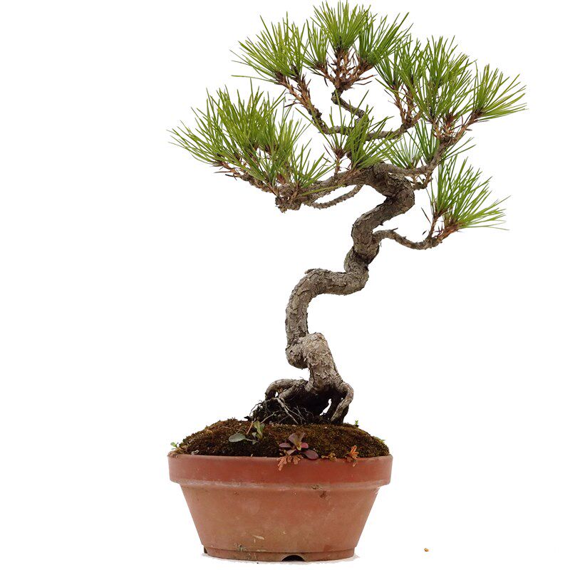 黄山松小品观赏盆景造型室内阳台好养盆栽微型绿植物老桩一物一拍