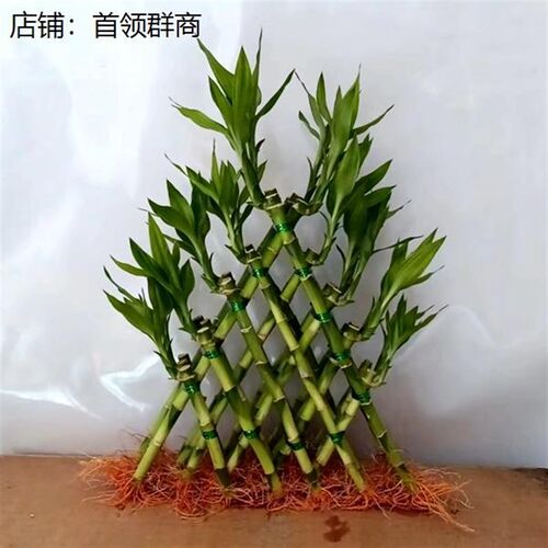 聚财竹节节高金字塔富贵竹塔水培植物室内盆栽花卉盆景净化空气好