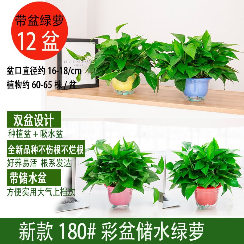 12盆】大盆绿萝盆栽室内植物吸甲醛绿箩长藤大叶新房家用绿植水培
