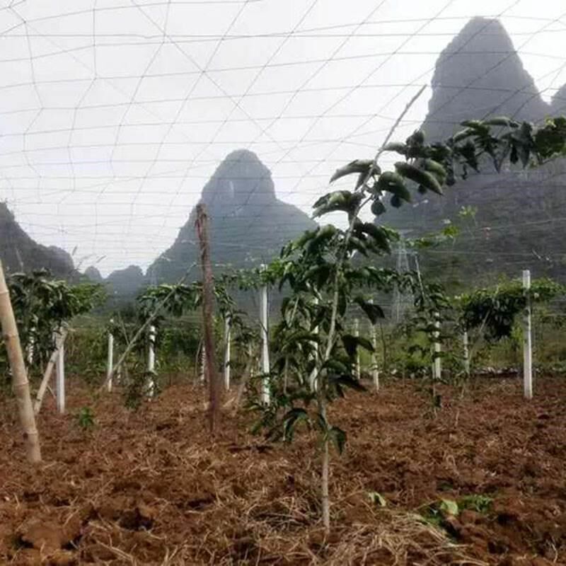 百香果棚网罗汉果搭棚篷架青瓜爬藤网攀丝瓜挂网种植豆角冬瓜佛手