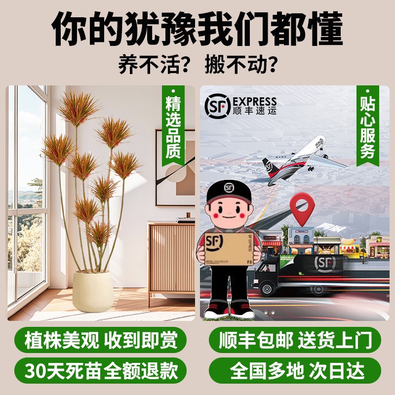 千年木客厅绿植大型植物盆栽室内落地式造景好养真树七彩铁龙血树