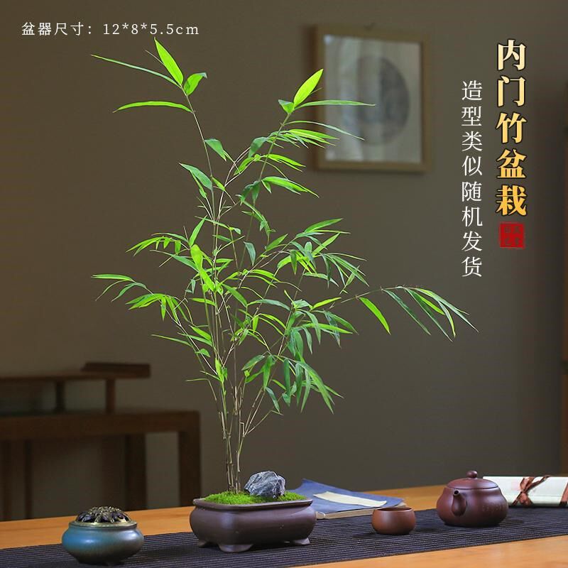 正宗台湾内门竹盆栽竹子苗庭院观叶绿植室内阳台桌面绿植盆景盆景