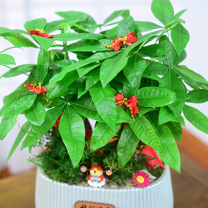 发财树盆栽植物招财树室内绿植好养四季常青寓意盆景乔迁开业送礼