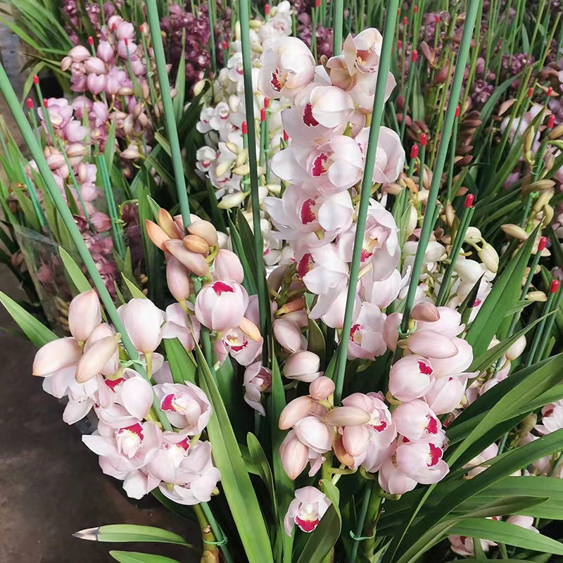大花蕙兰盆栽带花苞四季常青绿植盆景客厅浓香型桌面好养年宵花卉