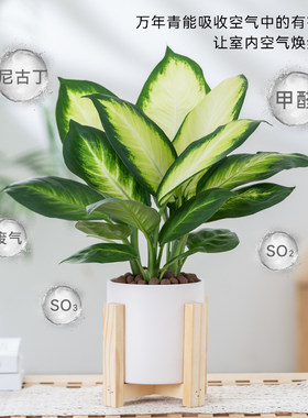 玛丽安万年青新手好养绿植室内盆栽办公室桌面净化空气吸甲醛植物