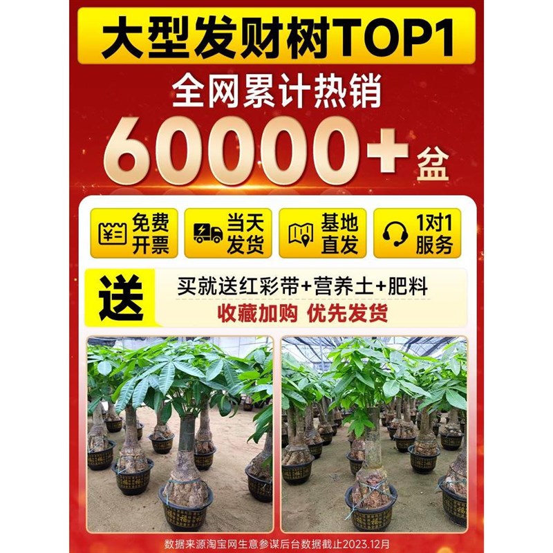 提根发财树客厅大盆栽办公室内落地大型绿植真树绿色植物开业送礼