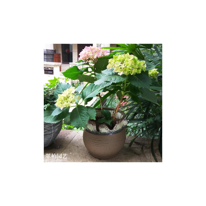 绣球花/八仙花/紫阳花/七变化/洋绣球/粉团花/花卉植物盆栽/重庆
