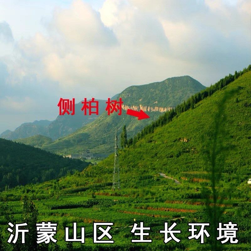 纯柏壳子枕头中药野生柏籽壳安神乌发助睡眠枕头侧柏籽黑发少白头