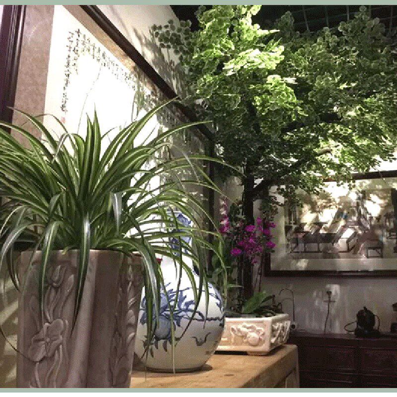 发财树新款落地花艺大型植物橱窗装饰酒店网红背景实木树干摇钱树