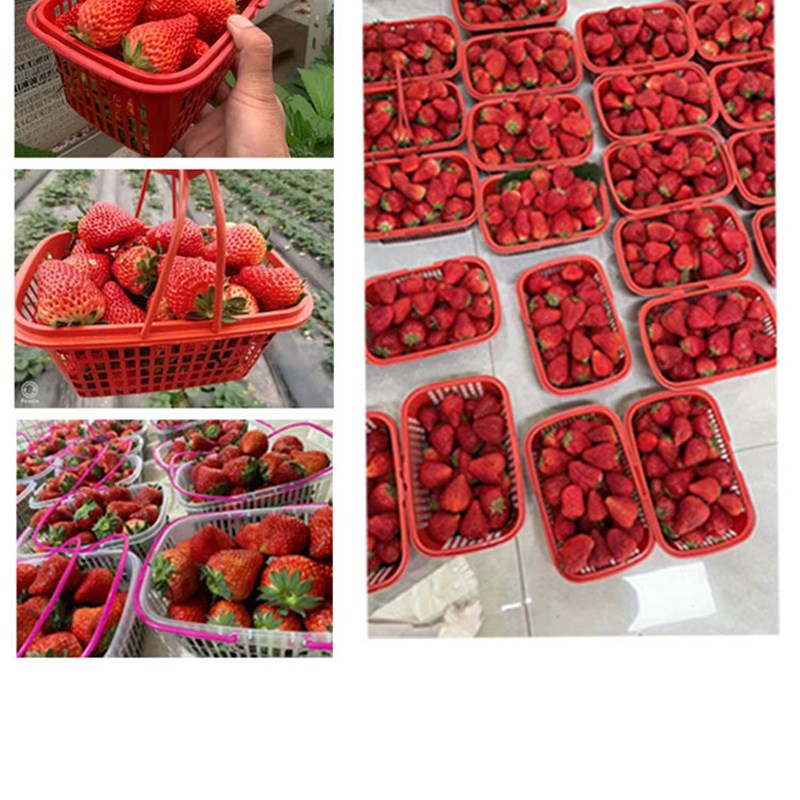 草莓采摘篮子塑料红色手提水果筐子杨梅篮樱桃篮桑葚篮整包包邮