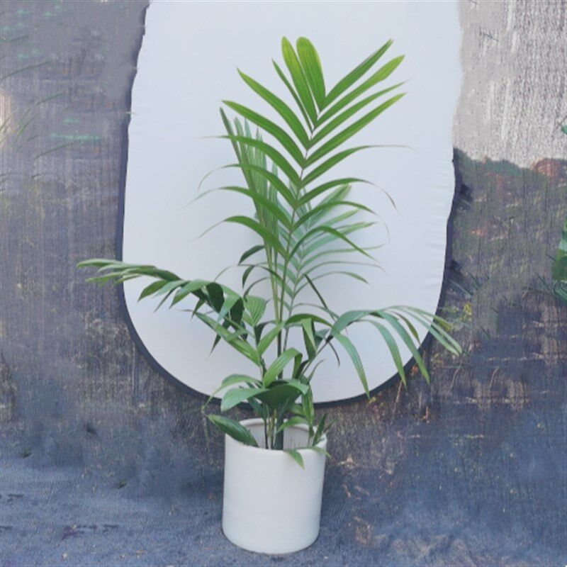 三药槟榔植物阳台庭院别墅花园热植棕榈盆栽室内客厅办公室大绿植