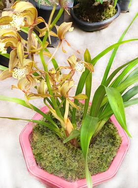 虎头兰花盆栽客厅植物盆景翠绿室外四季长绿 兰花草香兰大花蕙兰