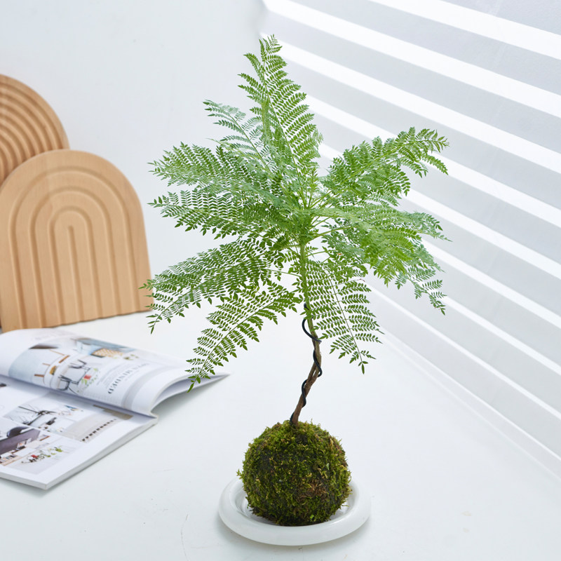 乐可植物 蓝花楹苔藓球盆栽网红水培室内客厅桌面办公室绿植ins风