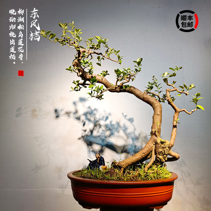 岭南造型山桔结果金豆盆景东风桔盆栽办公室茶馆桌面绿植四季常青