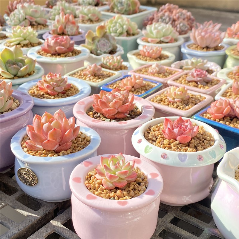 淡粉可爱《小爱心印花盆》精品多肉花盆多肉植物景德镇陶瓷小花盆