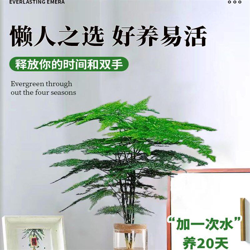 文竹水培植物绿植办公室内桌面水养绿萝花卉客厅盆栽四季水生好养