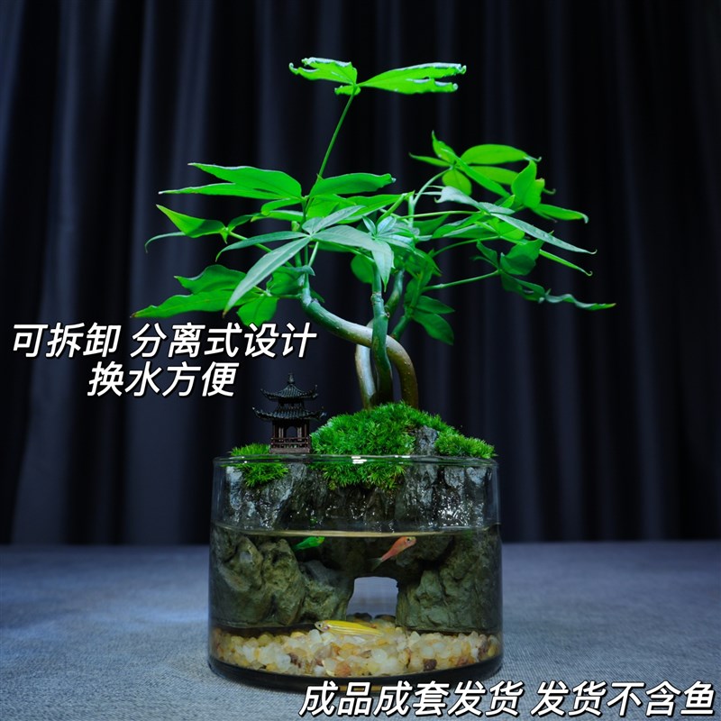 发财树小盆栽招财绿植盆景客厅办公室内桌面苔藓微景观摆件送礼
